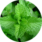 Aceite esencial de menta