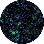 Glutrapeptide® (1%