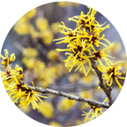 Hamamelis Water