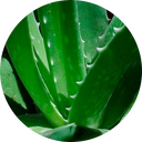 Aloe vera