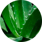 Aloe vera