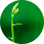 Argireline