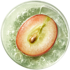 Black grape stem cells