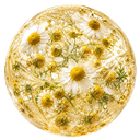 CAMOMILA