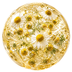 Camomile