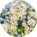 Camomile