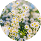 Camomile