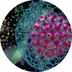 Black grape stem cells