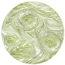 COBIOSTEM ALERCE