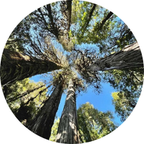 Cobiostem Alerce