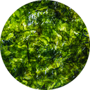 Irish Moss