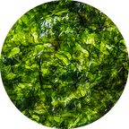 Irish Moss