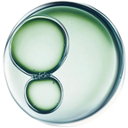 PHYTOPROTEOGLYCANS (2%)