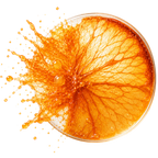 ORANGE STEM CELLS (2%)