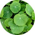 Centella Asiatica
